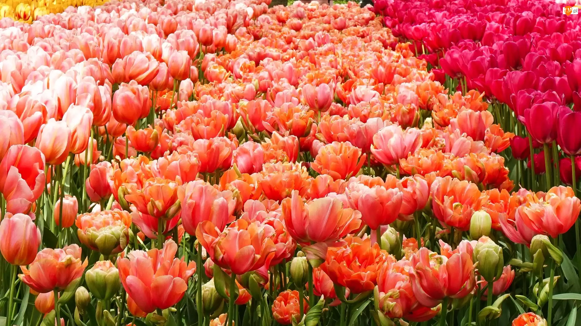 Tulipany, Pole, Kolorowe, Rozkwitające