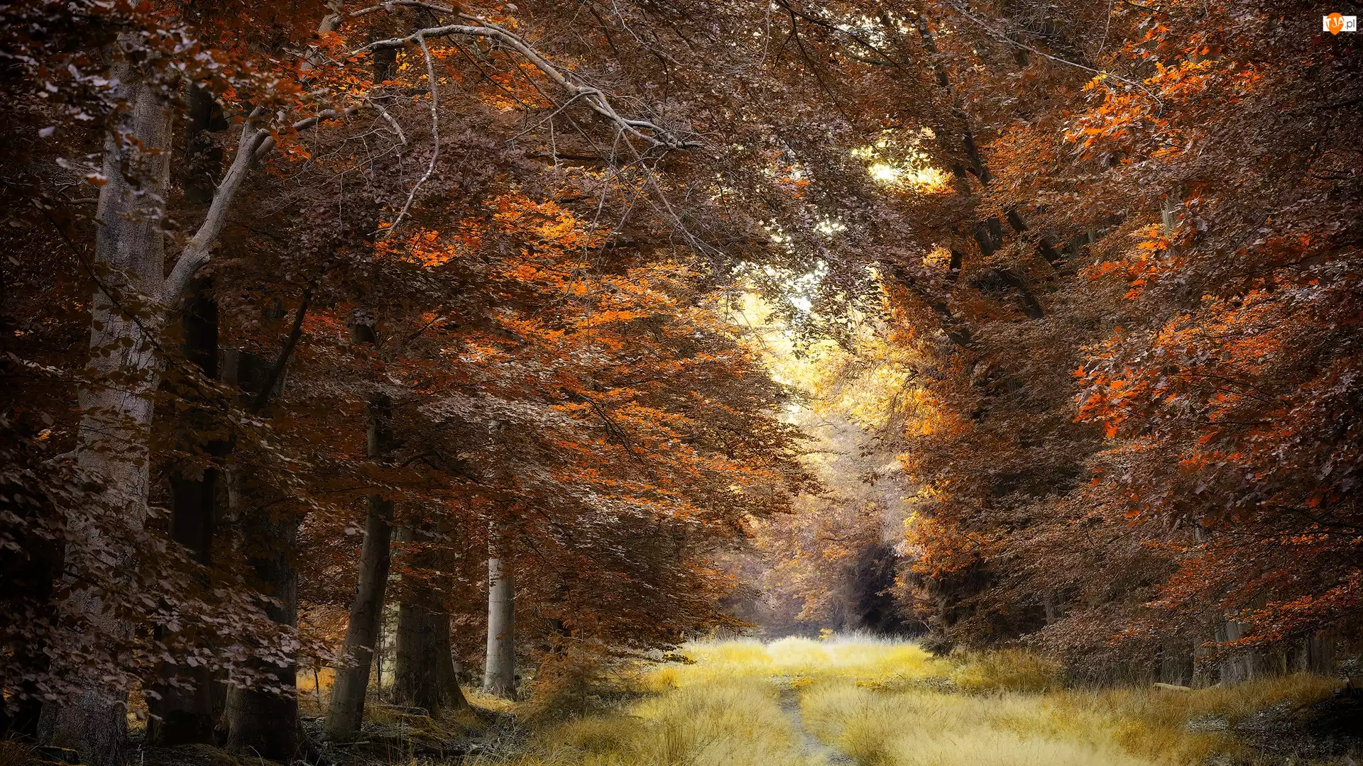 Jesień, Ścieżka, Drzewa, Las, Trawa