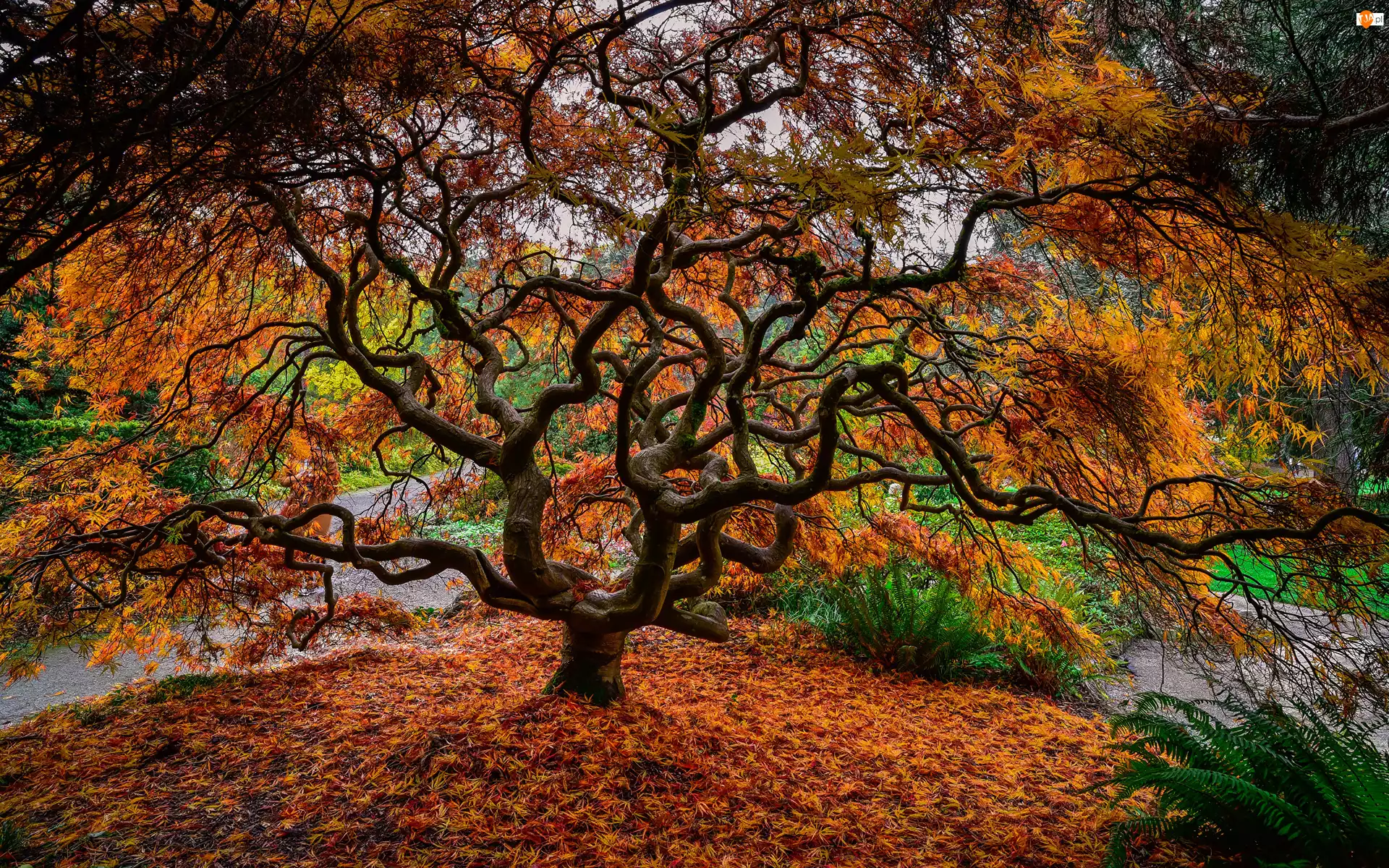 Klon japoński, Park, Jesień, Drzewo