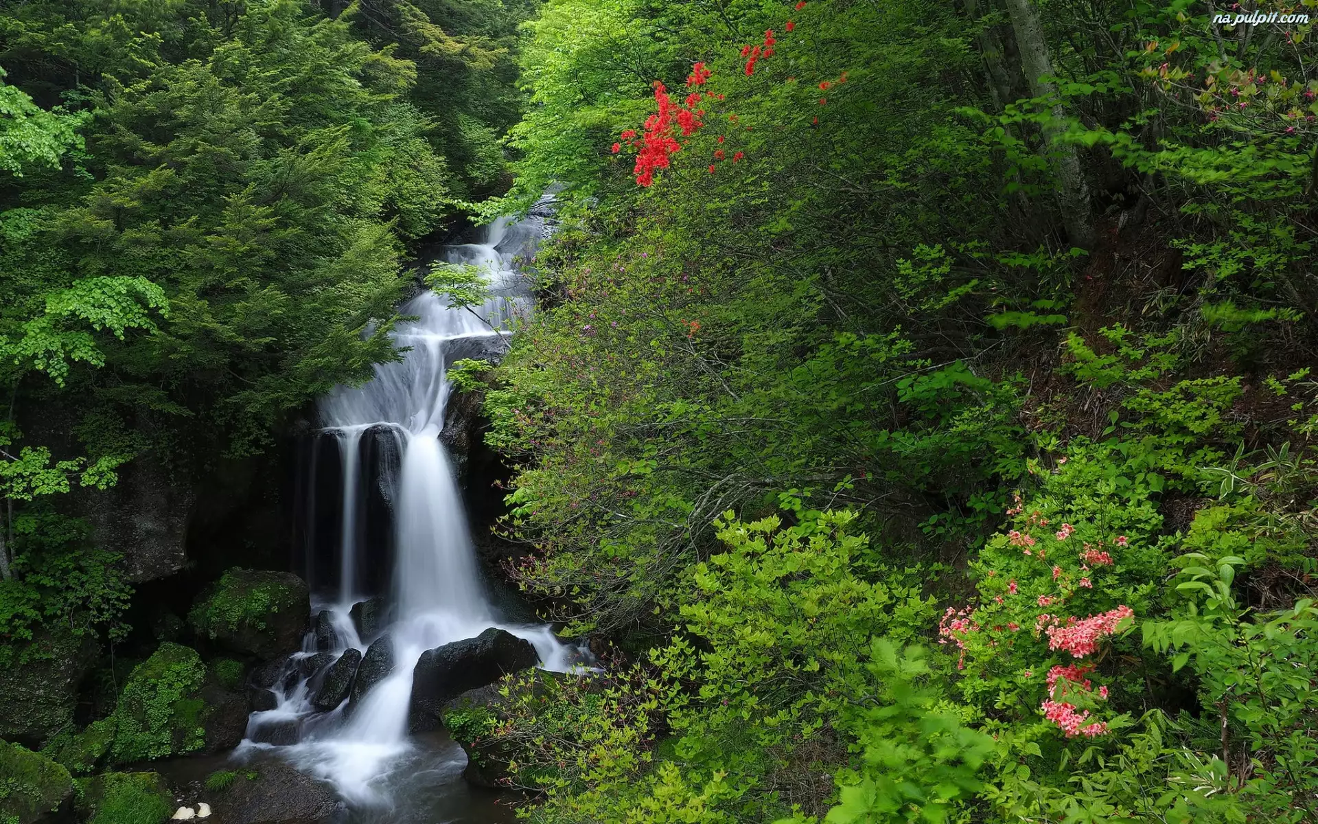 Drzewa, Wodospad Ryuzu Falls, Japonia, Las, Park Narodowy Nikko, Wyspa Honsiu, Kaskady