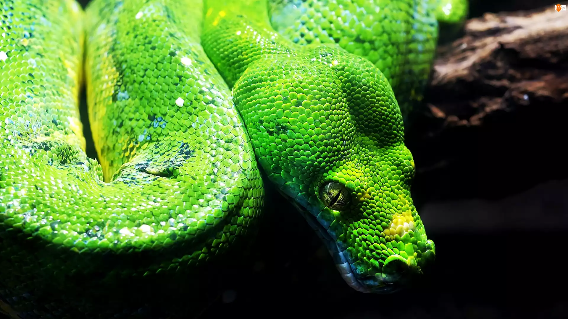 Pyton zielony, Wąż