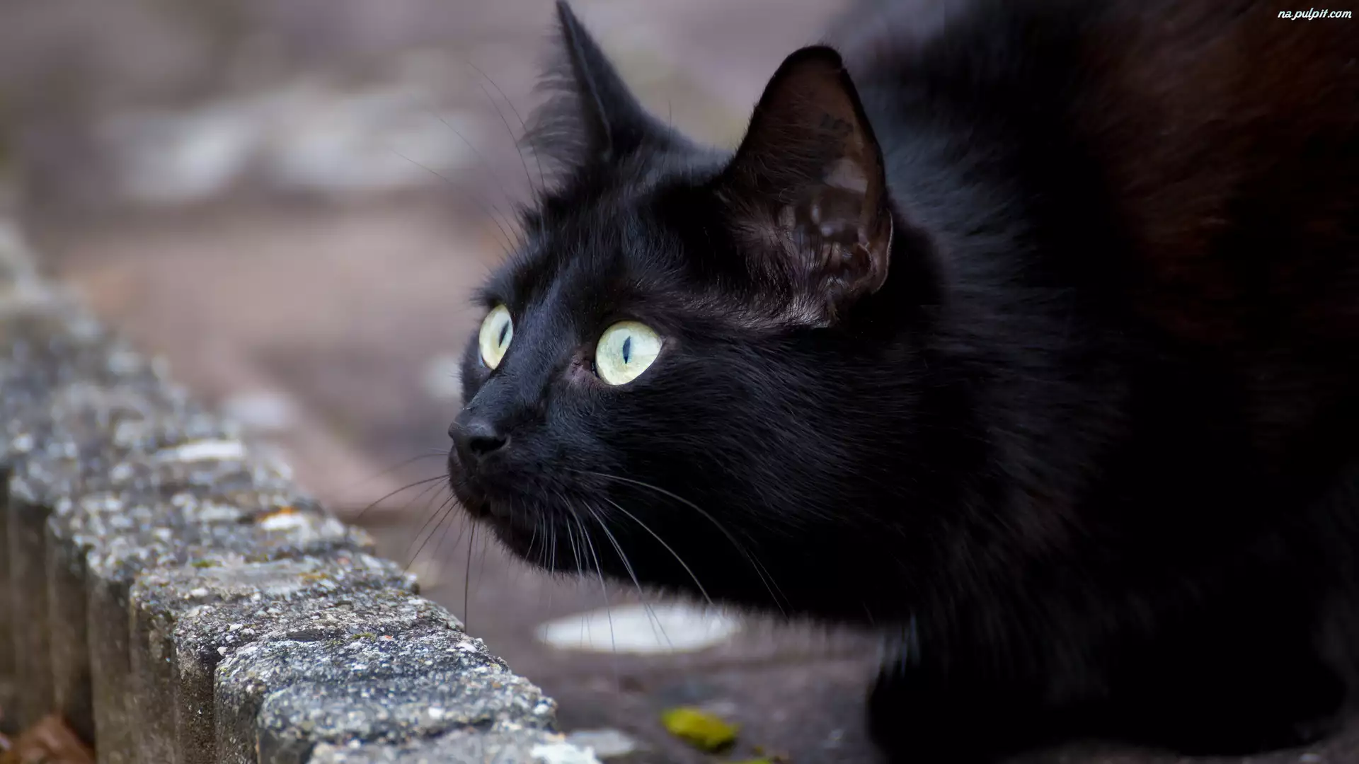 Spojrzenie, Czarny, Kot
