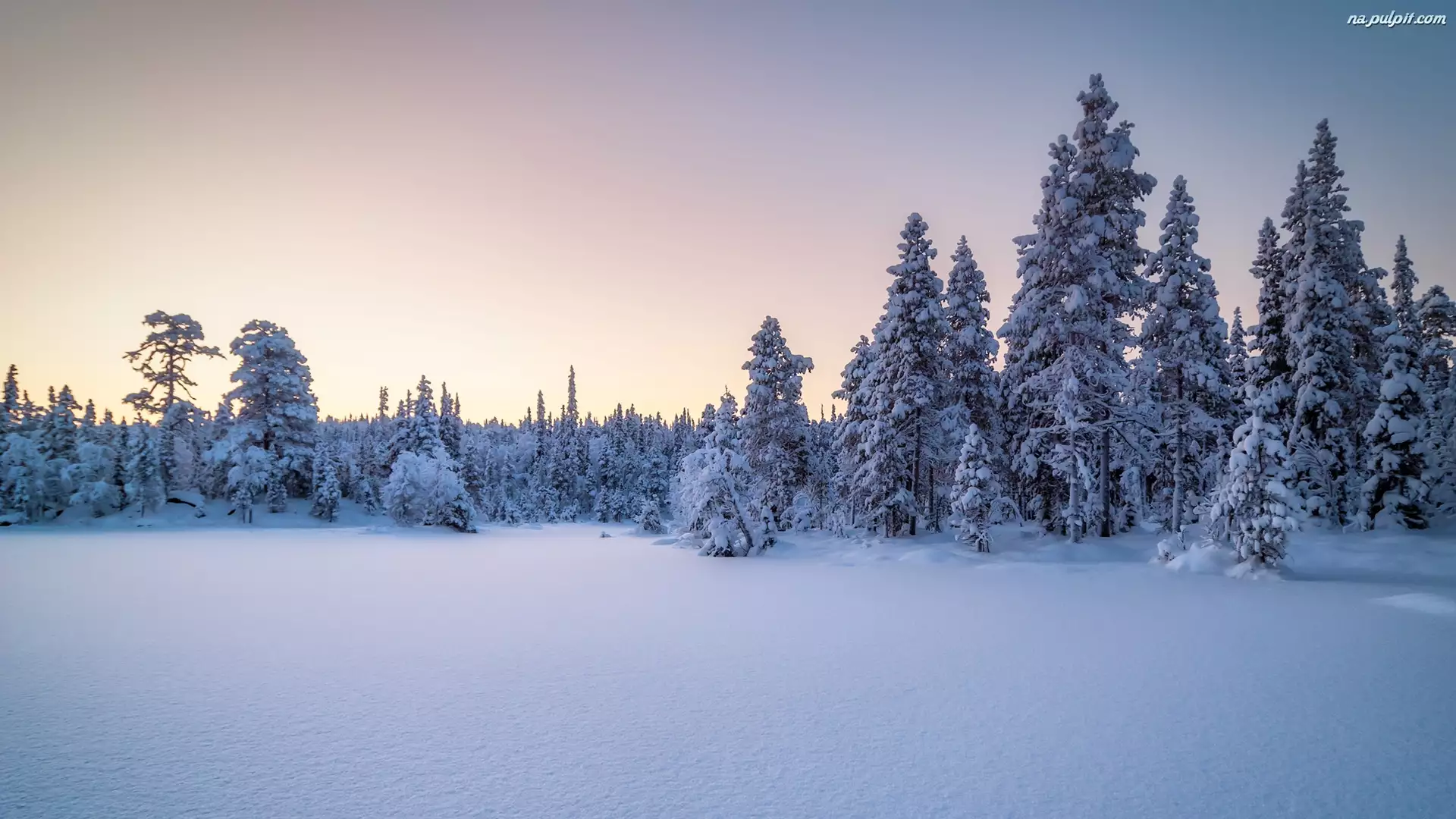 Karelia, Rosja, Zima, Drzewa, Park Narodowy Paanajarwi, Śnieg