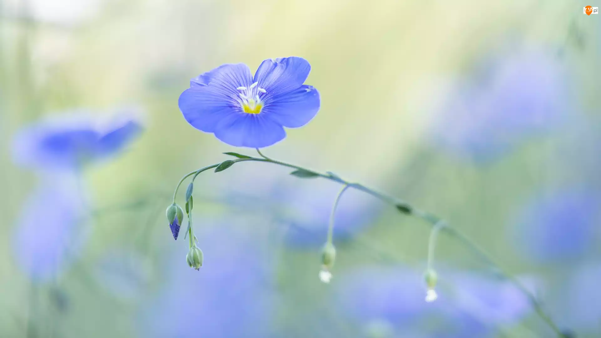 Zbliżenie, Niebieski, Kwiat, Len