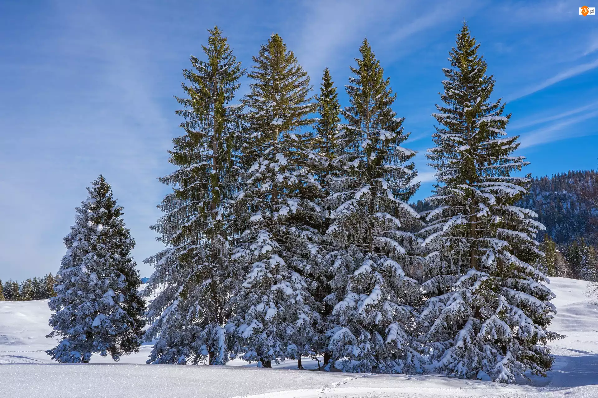 Sosny, Zima, Drzewa, Śnieg