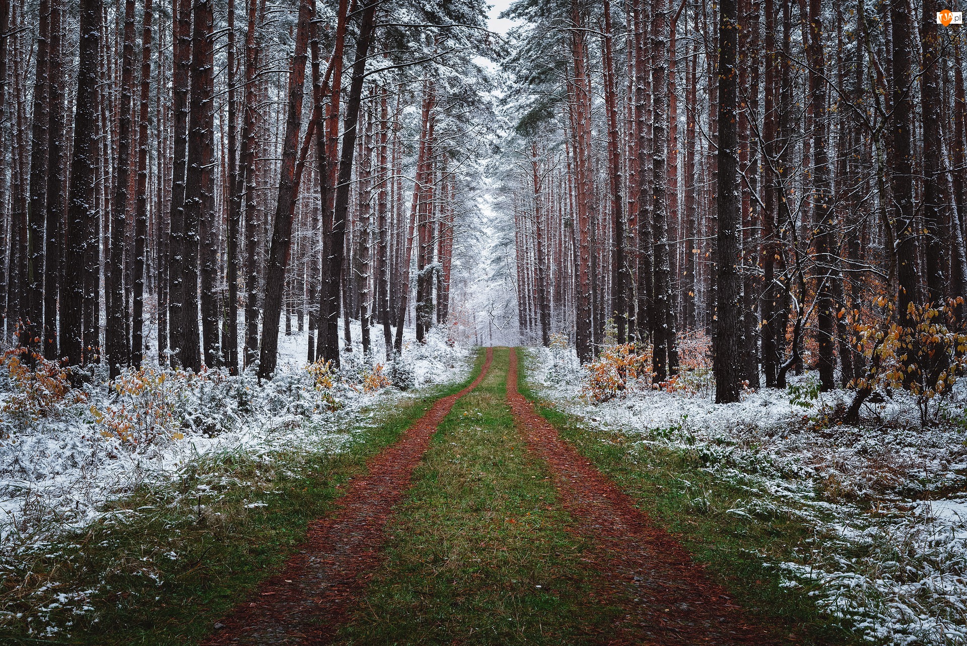 Las, Zima, Śnieg, Drzewa, Ścieżka, Trawa