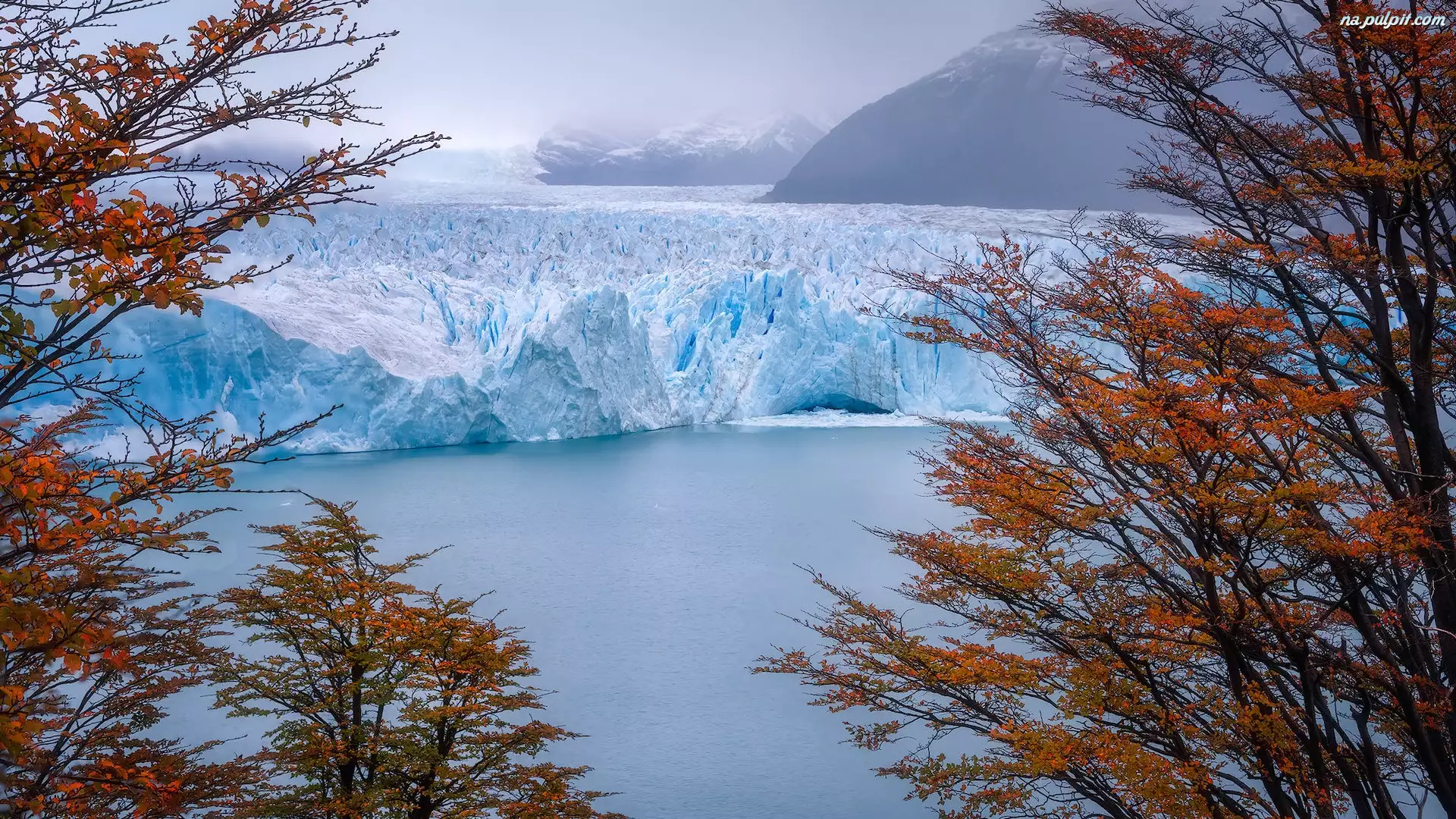 Lodowiec, Drzewa, Park Narodowy Los Glaciares, Argentyna, Perito Moreno
