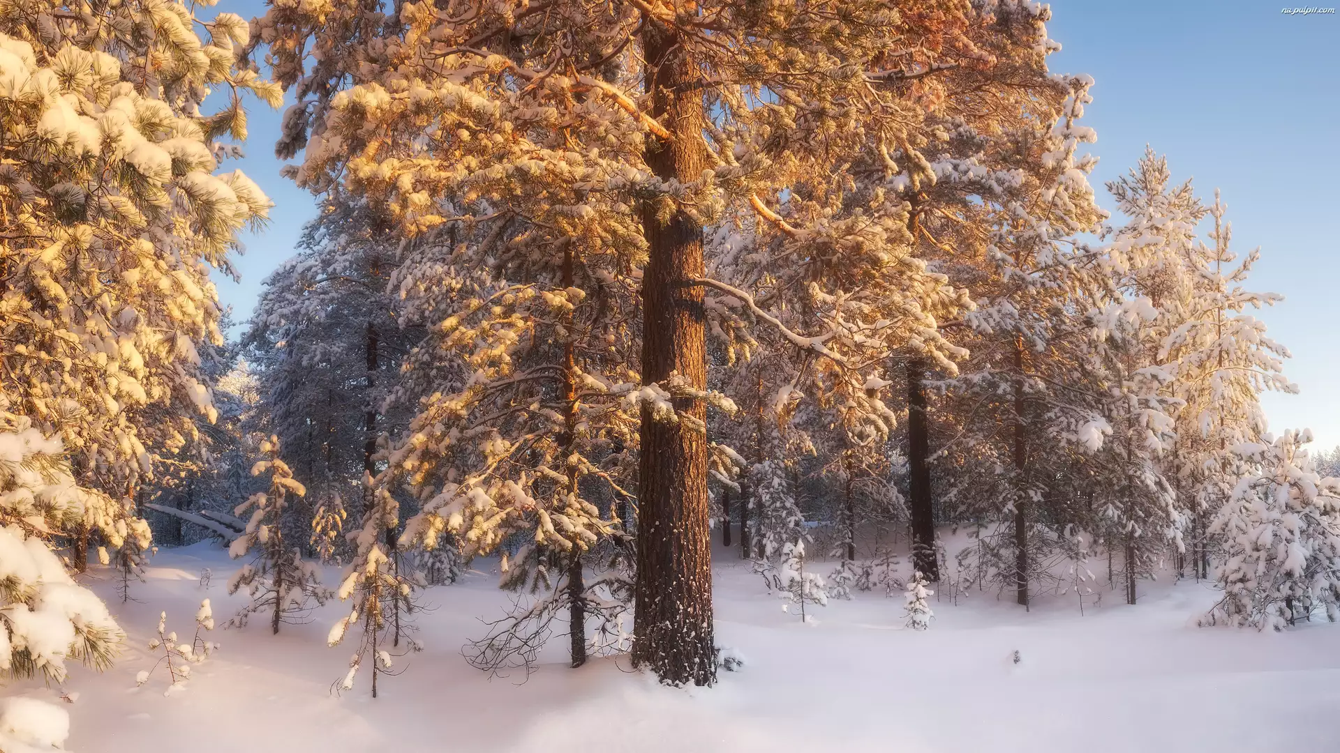 Las iglasty, Zima, Śnieg, Drzewa