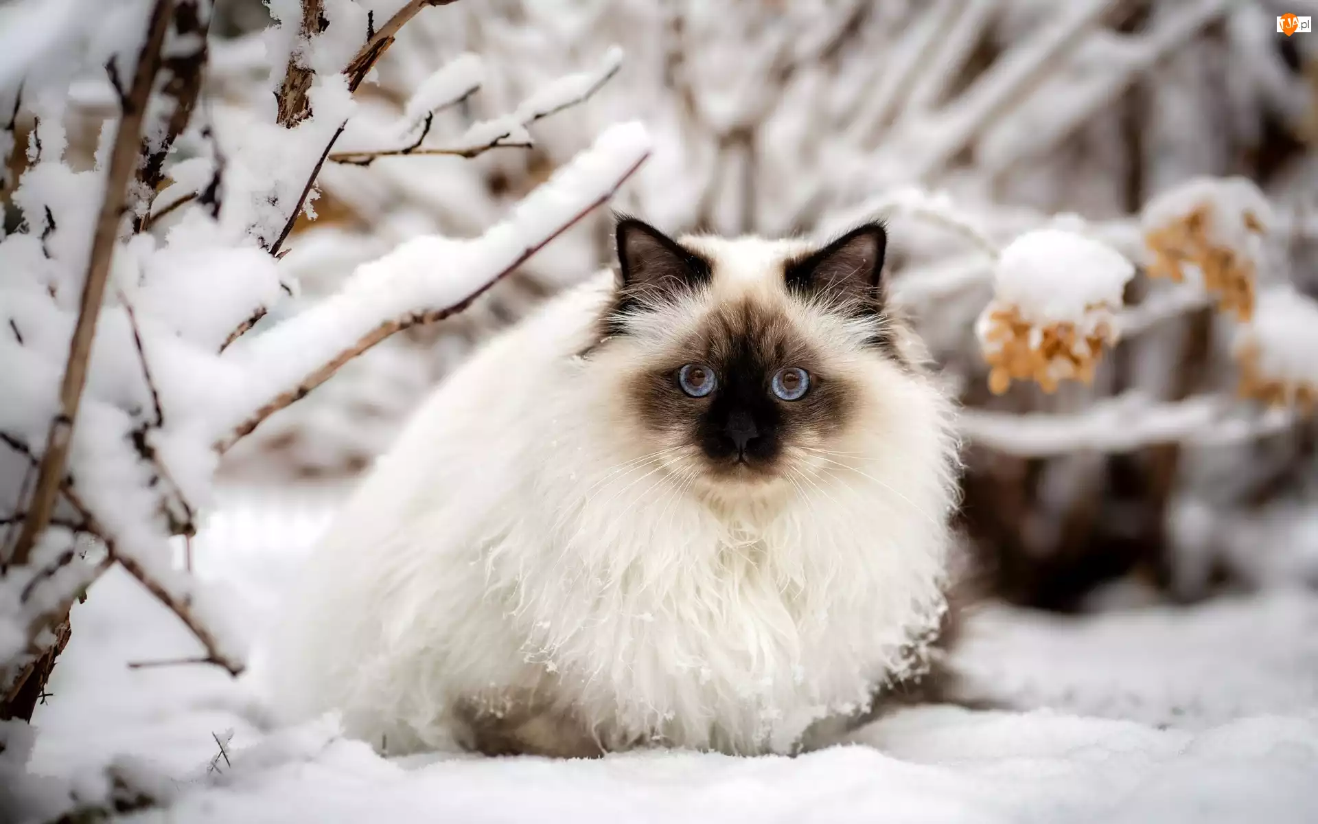 Ragdoll, Śnieg, Kot, Zima, Niebieskooki