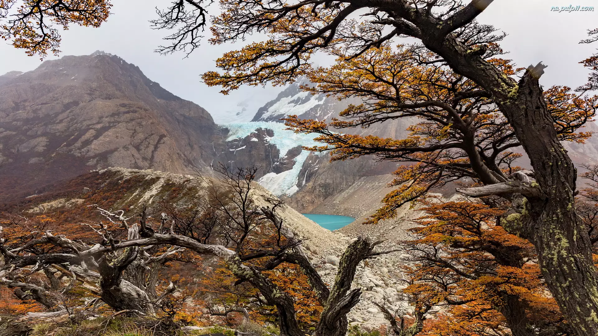 Drzewa, Góry, Perito Moreno, Argentyna, Lodowiec, Patagonia