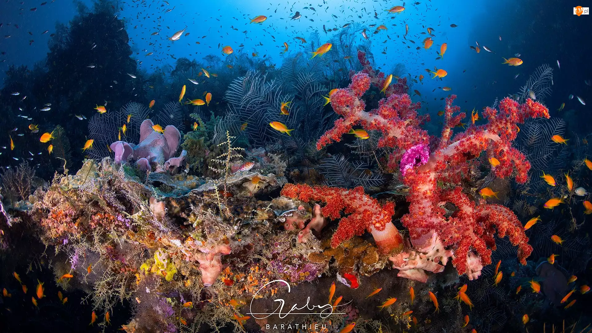 Koralowce, Rafa koralowa, Kolorowe, Morze, Ryby
