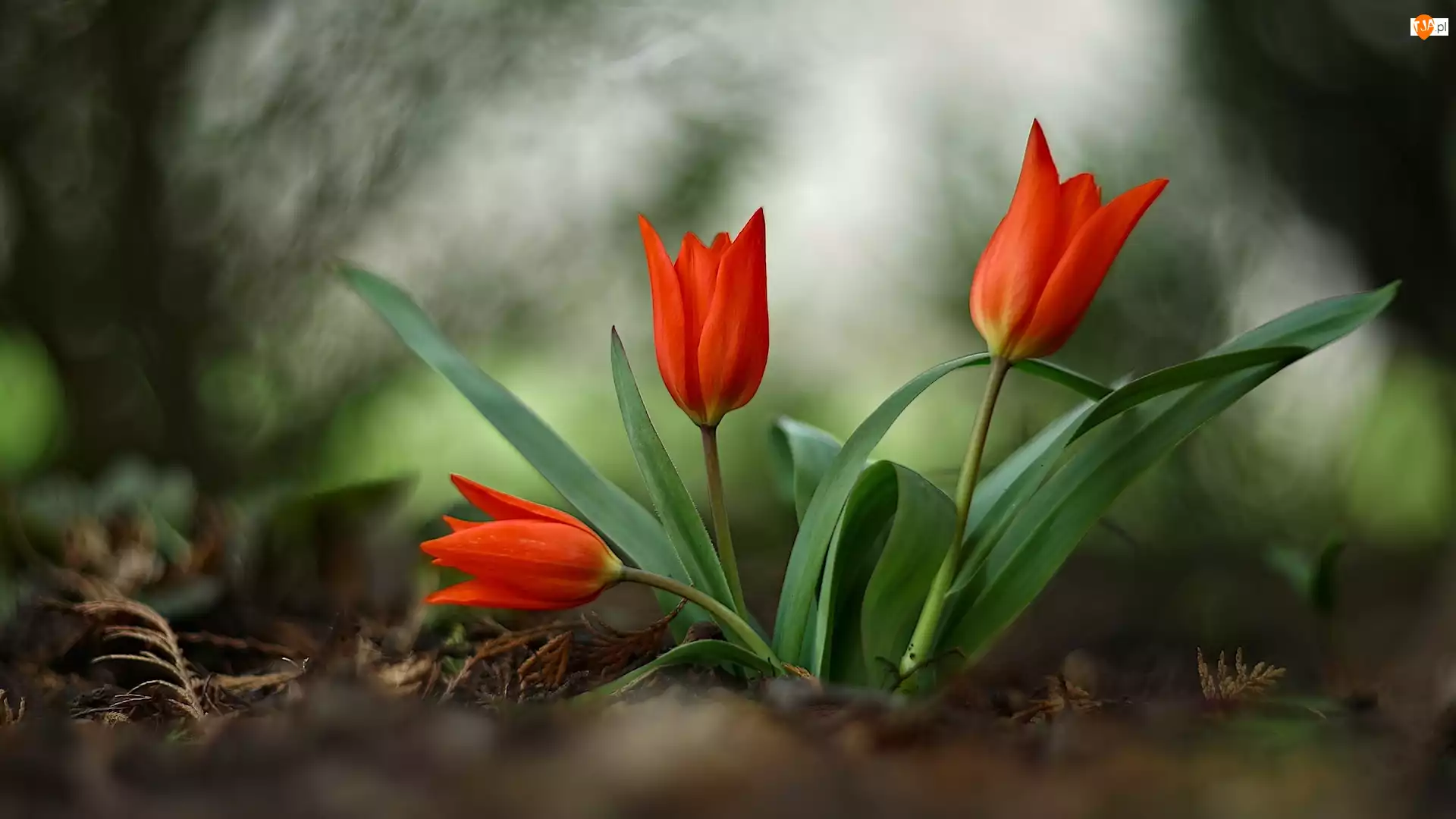 Rozmycie, Kwiaty, Czerwone, Tulipany
