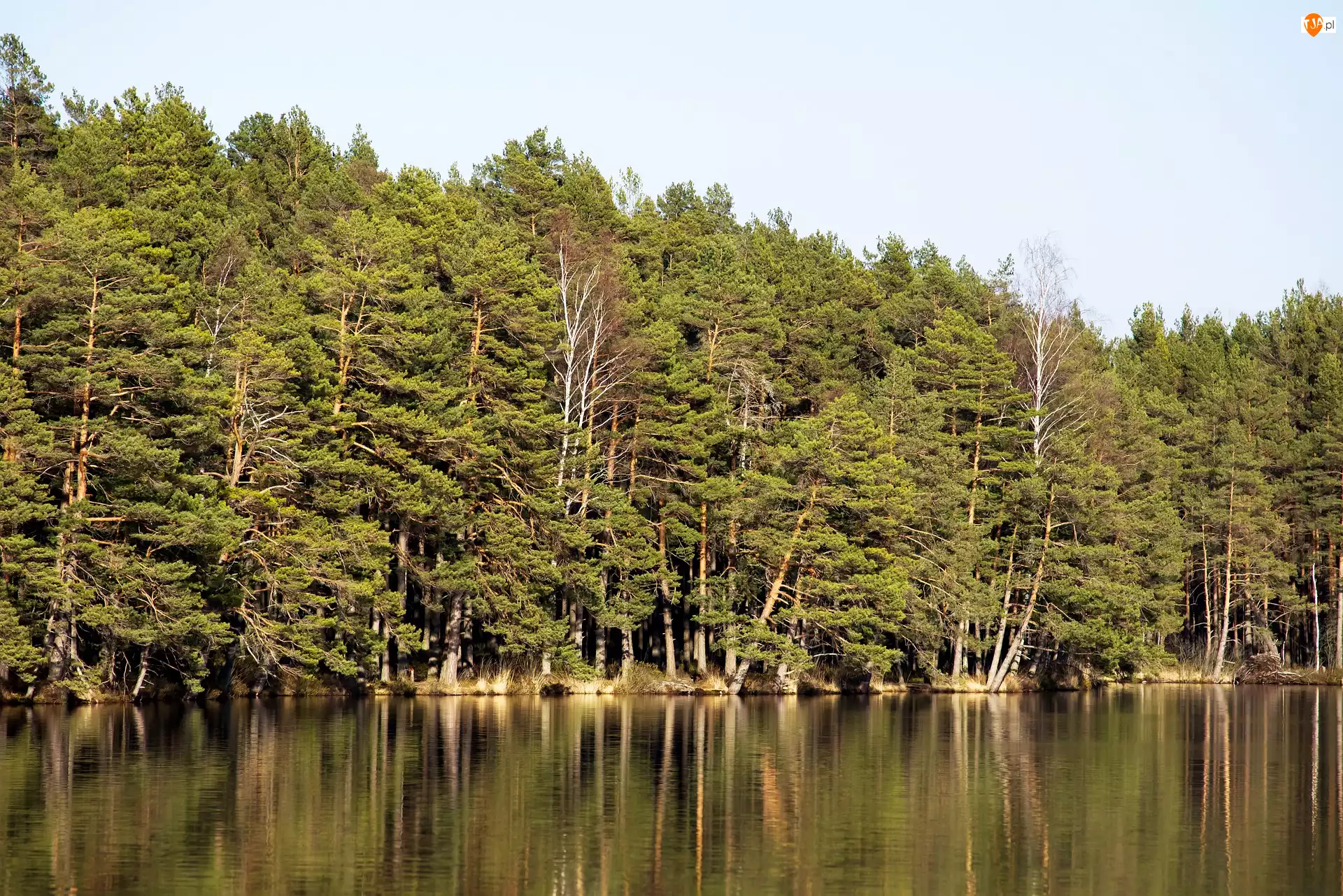 Drzewa, Jezioro, Las, Sosny