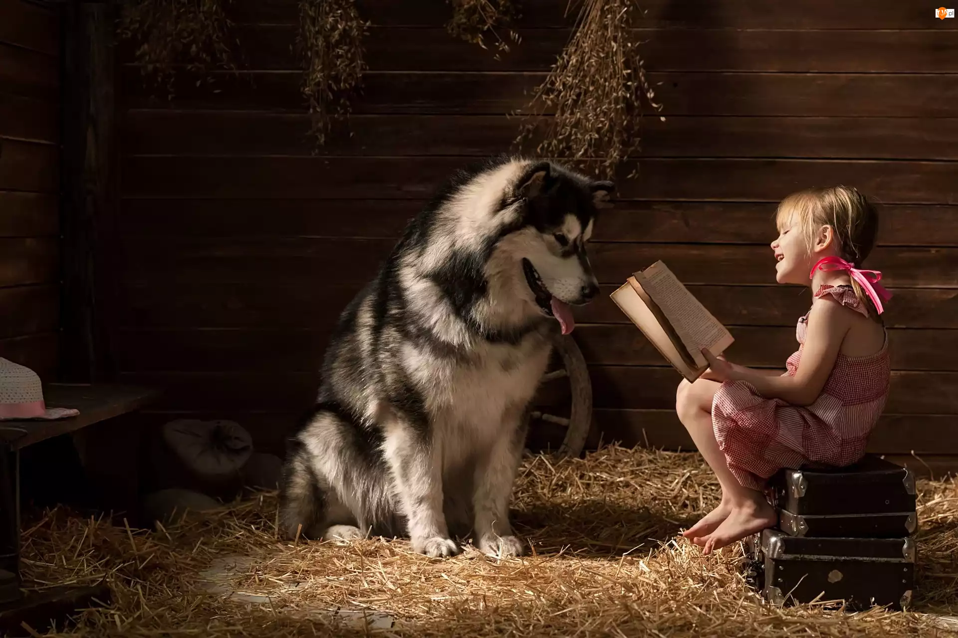 Książka, Pies, Alaskan Malamute, Dziewczynka