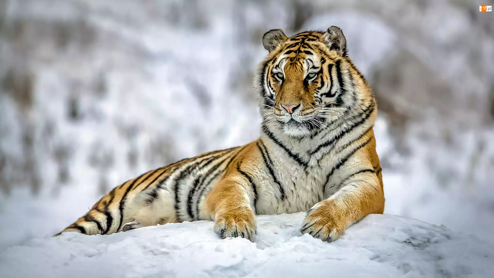 Zbliżenie, Tygrys, Śnieg