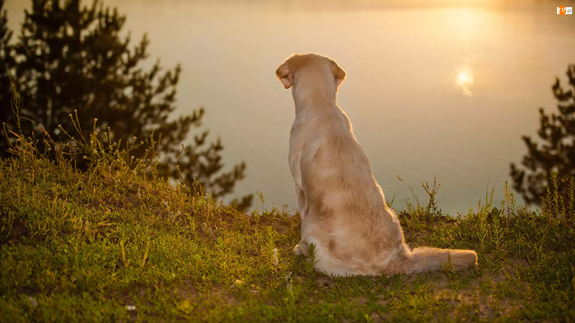 Jezioro, Siedzący, Pies, Golden retriever