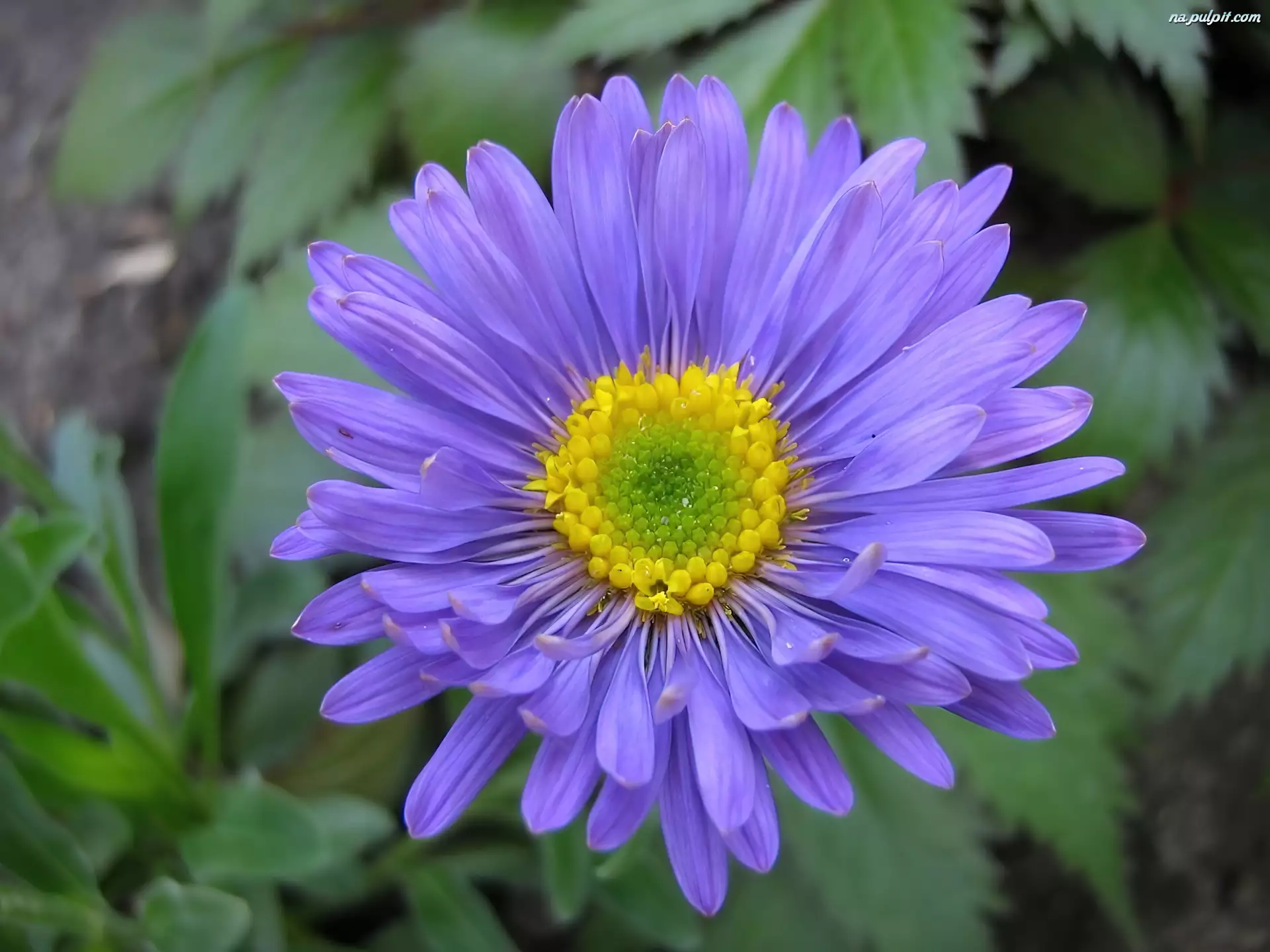 Aster, Fioletowy