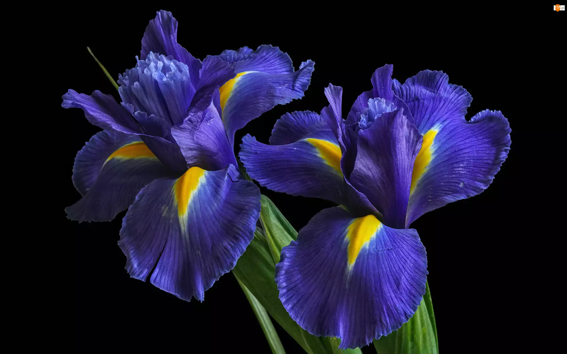 Irysy, Kwiaty, Niebieskie