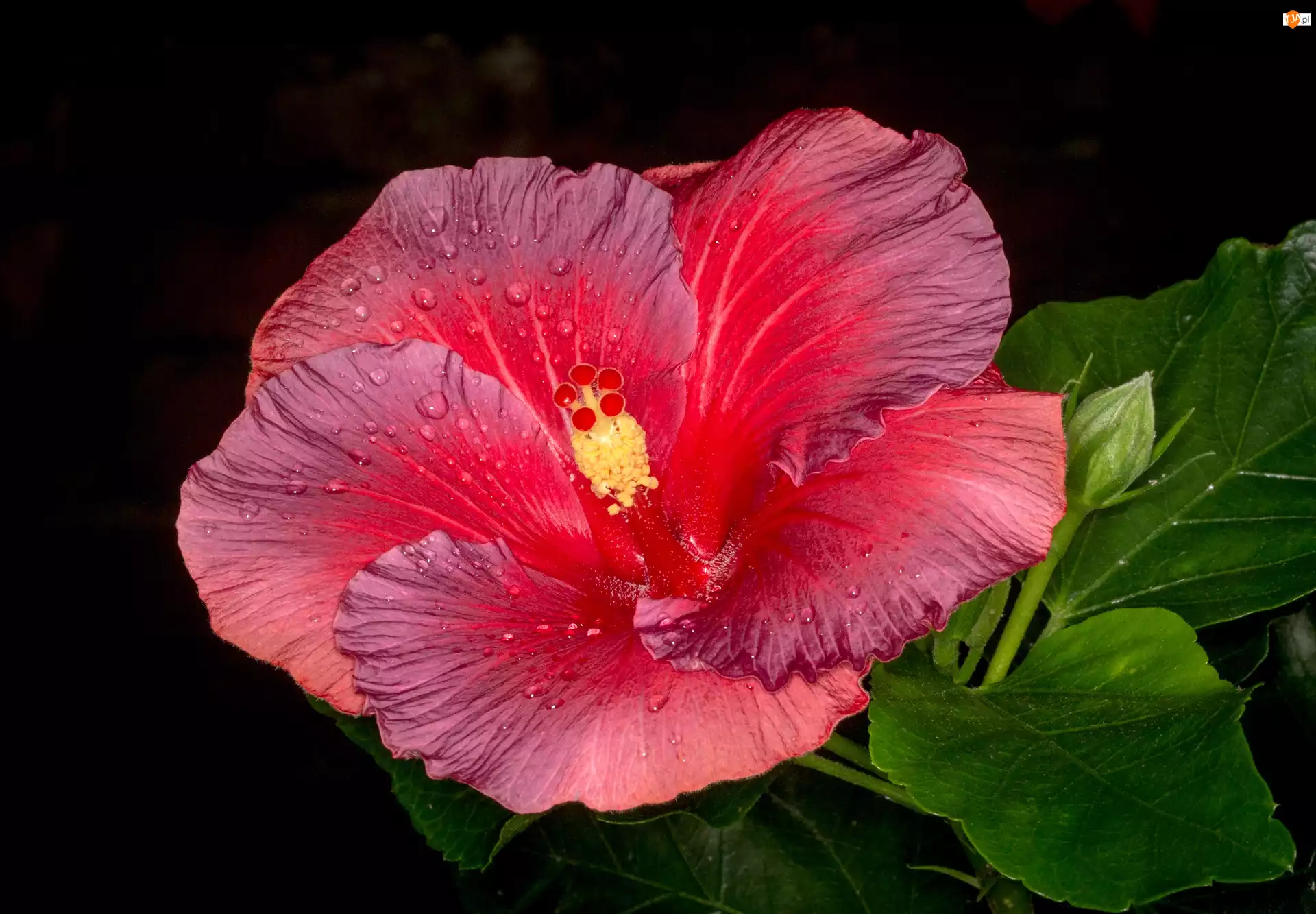 Hibiskus, Kwiat