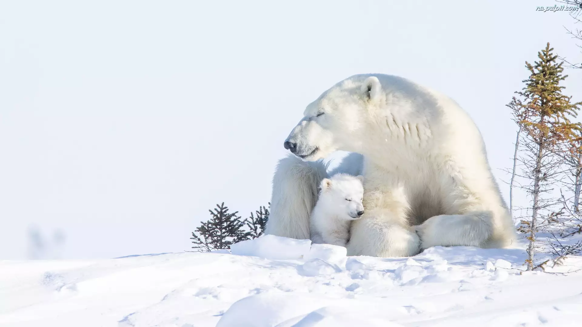 Śnieg, Niedźwiedzie polarne, Niedźwiedzica, Niedźwiadek