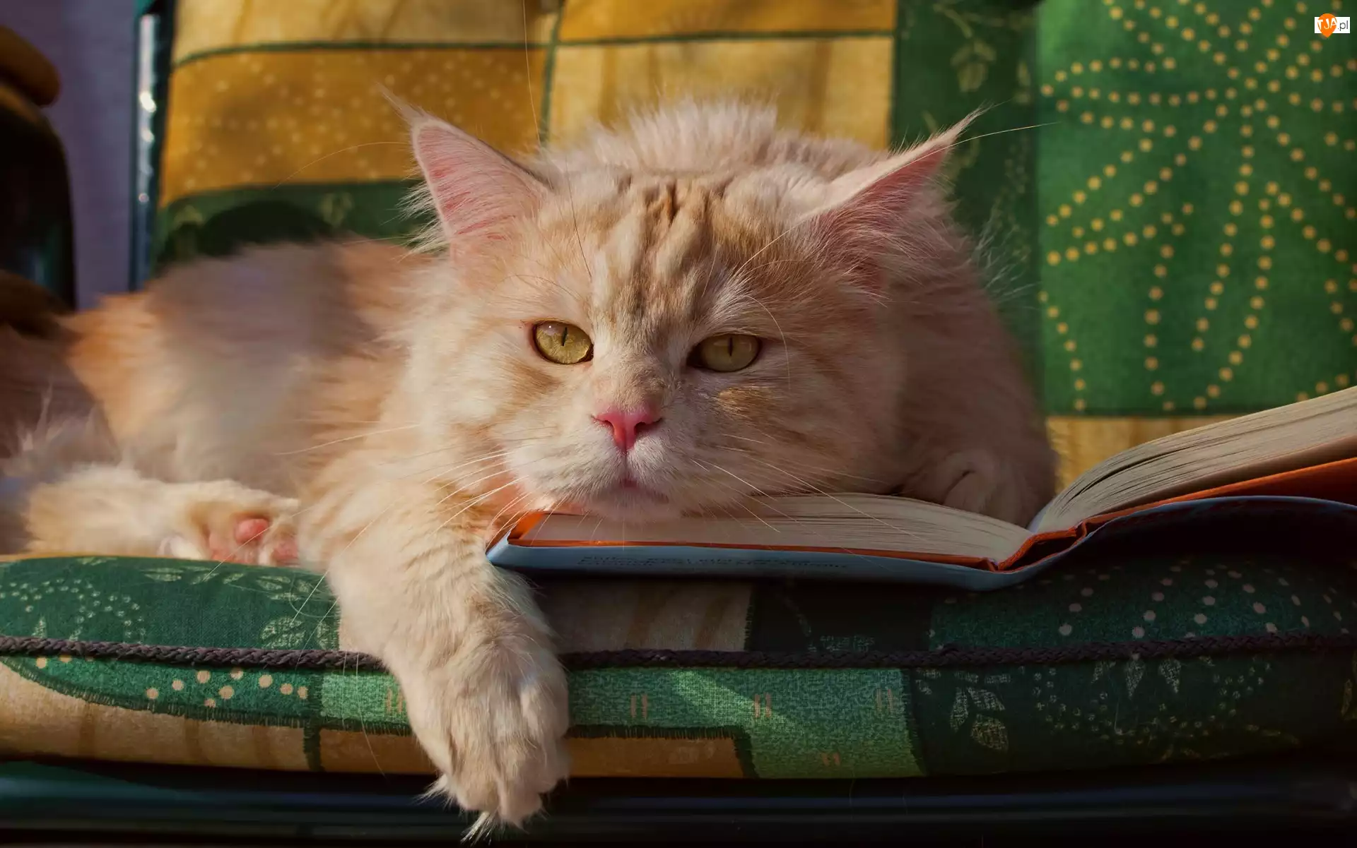 Książka, Kot, Kanapa