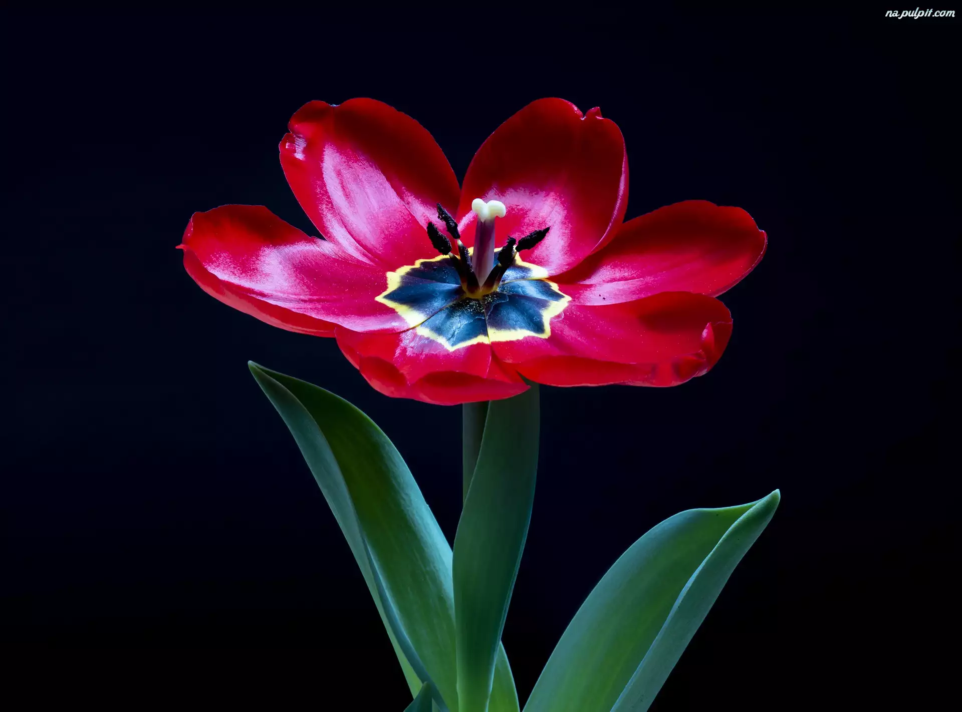 Zbliżenie, Kwiat, Czerwony, Tulipan