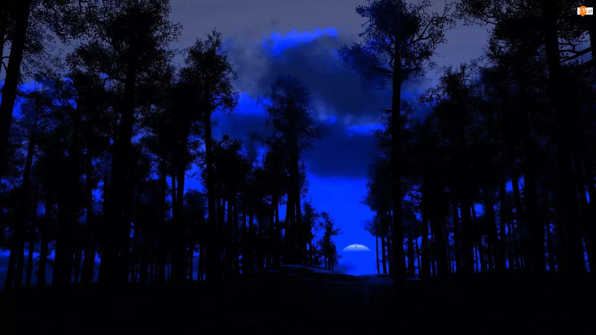Drzewo, Noc, Niebieskie, Niebo