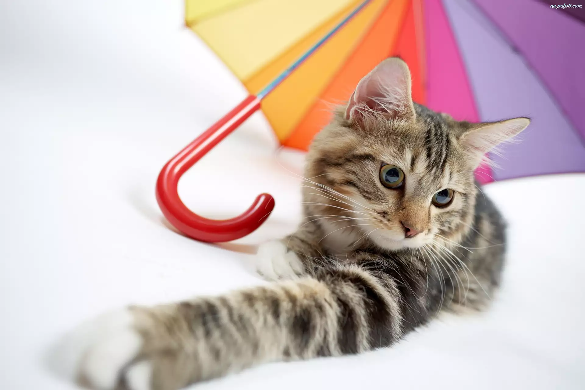 Parasolka, Kot, Kolorowa