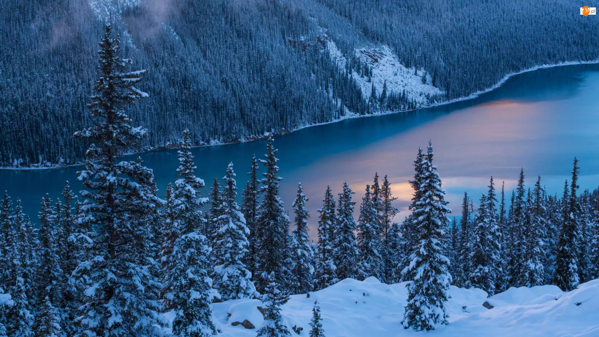 Śnieg, Drzewa, Kanada, Zima, Prowincja Alberta, Jezioro Peyto Lake, Park Narodowy Banff
