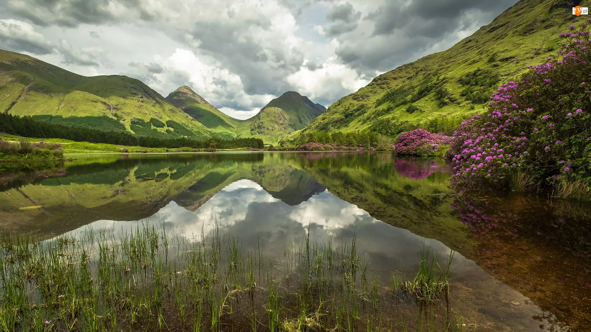 Lochan Urr, Jezioro, Krzewy, Szkocja, Góry, Różaneczniki