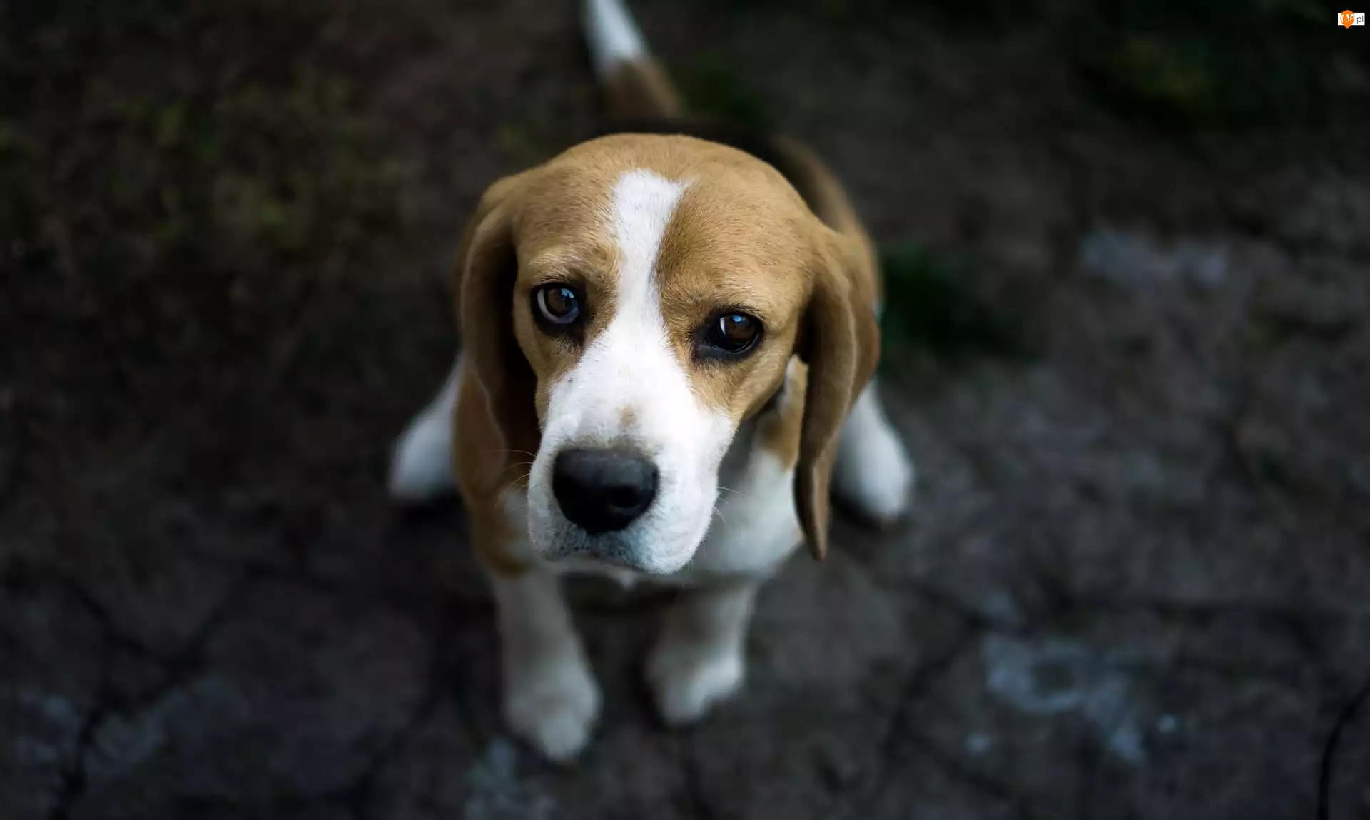 Smutny, Pies, Beagle