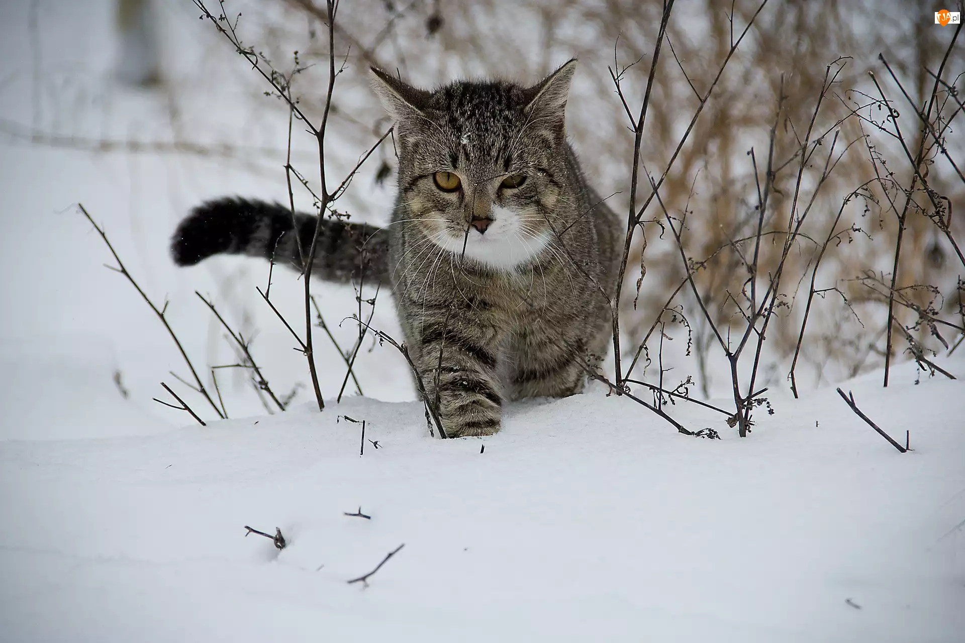 Trawy, Kot, Śnieg