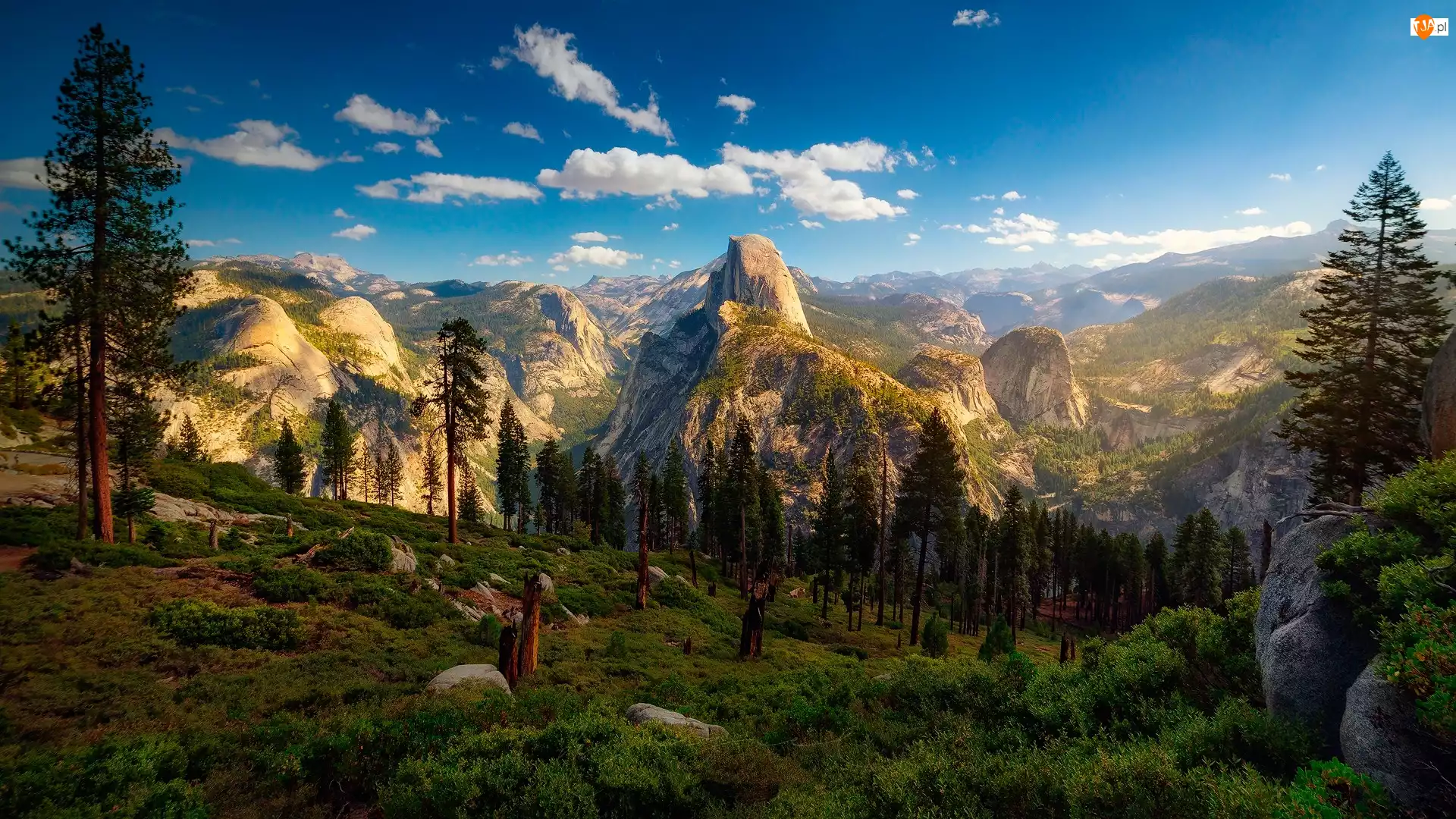 Park Narodowy Yosemite, Drzewo, Stan Kalifornia, Stany Zjednoczone, Góry