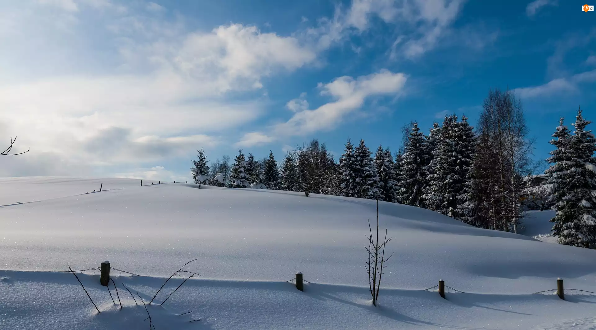Śnieg, Zima, Pole, Drzewa