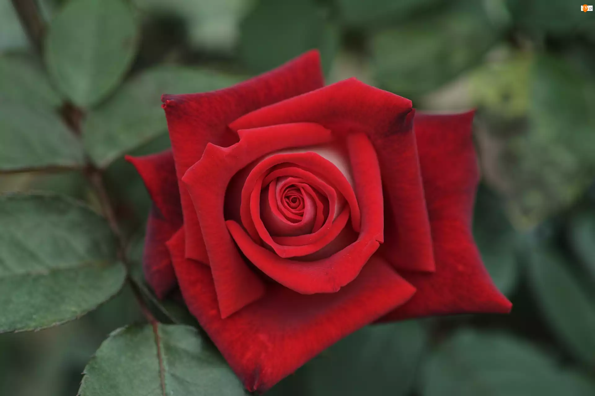 Kwiat, Czerwona, Róża