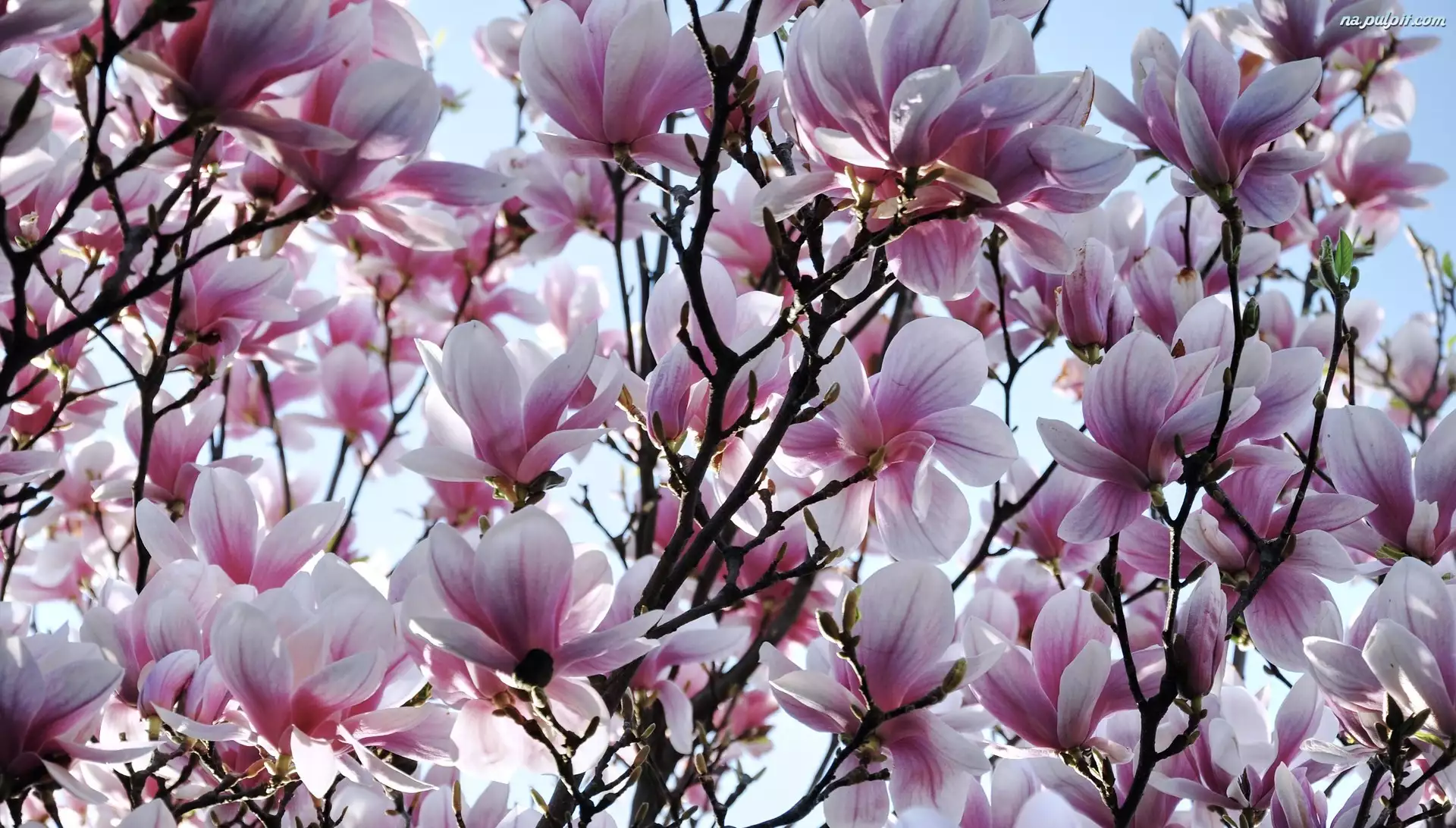 Kwiaty, Wiosna, Magnolia