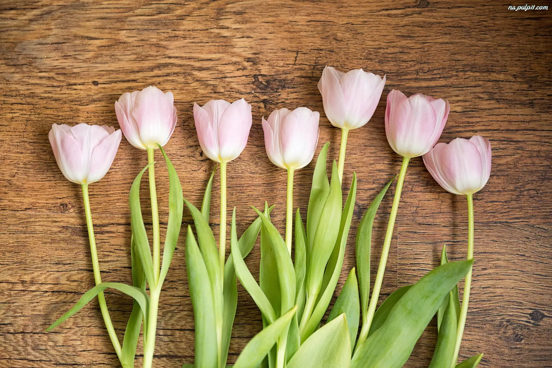 Drewno, Różowe, Tulipany