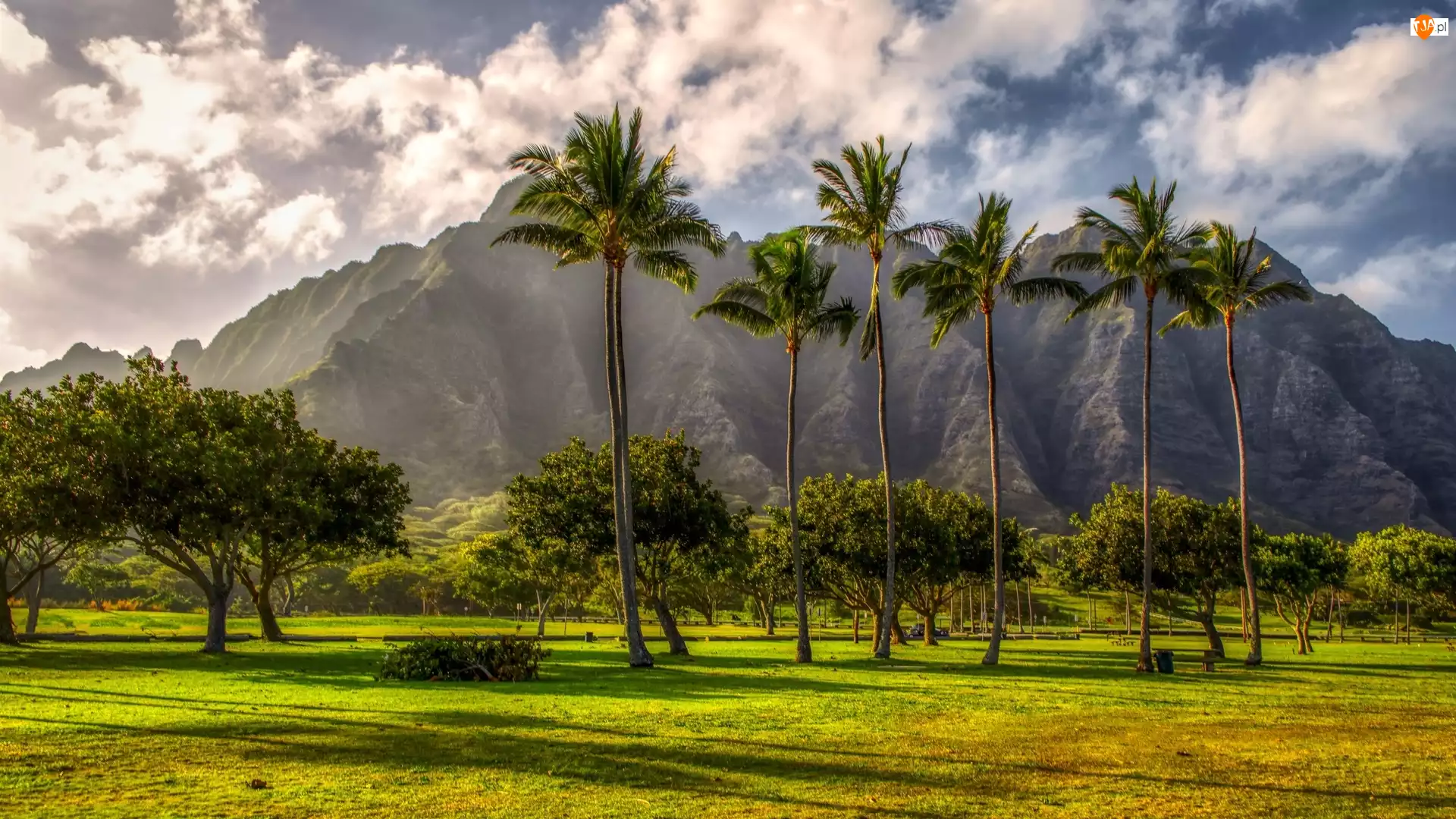 Drzewa, Stany Zjednoczone, Góra, Palmy, Hawaje, Chmury, Trawnik, Wyspa Kauai