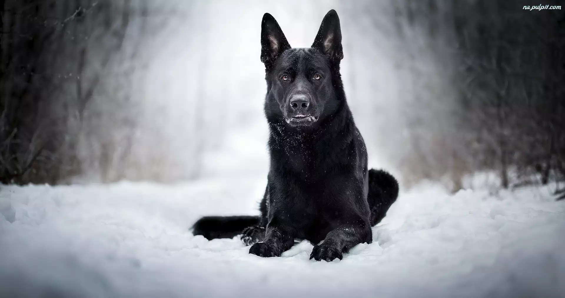 Śnieg, Czarny owczarek niemiecki, Pies