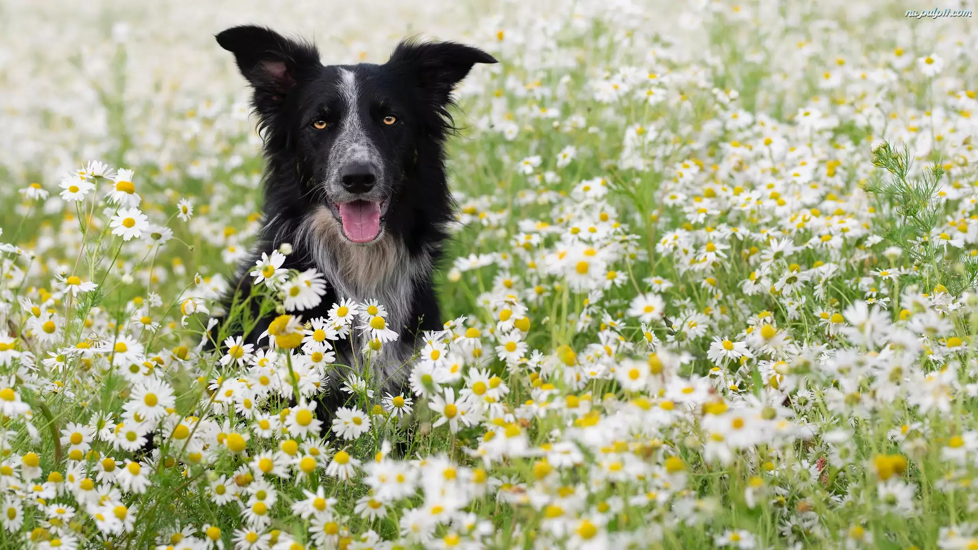 Rumianki, Pies, Border collie, Kwiaty