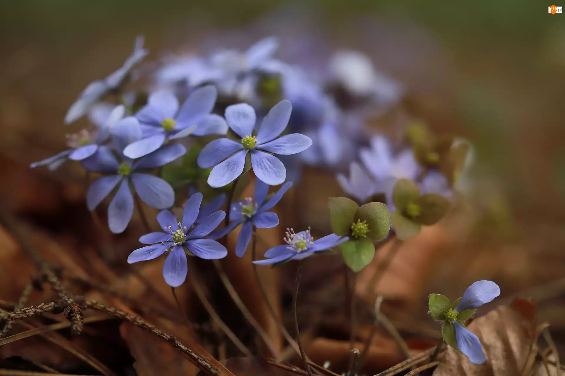 Kwiatki, Przylaszczki, Niebieskie