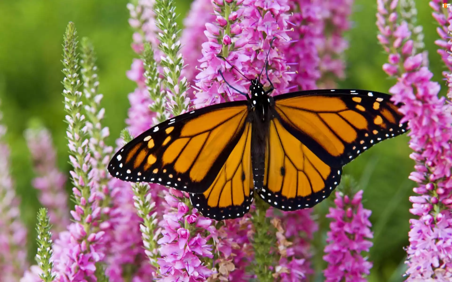 Monarch, Ogród, Motyl, Piękny, Kwiaty