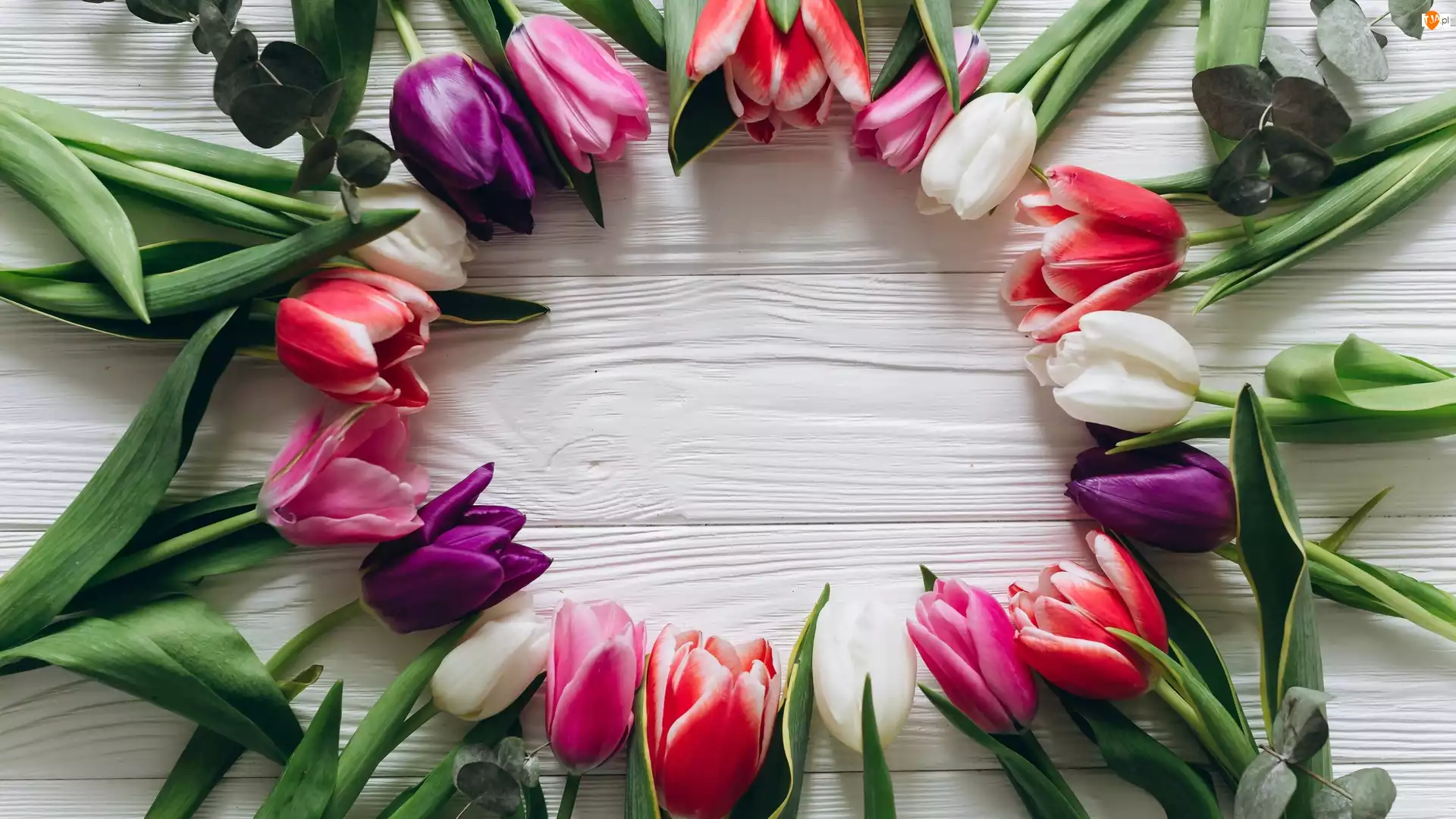 Deska, Kolorowe, Tulipany