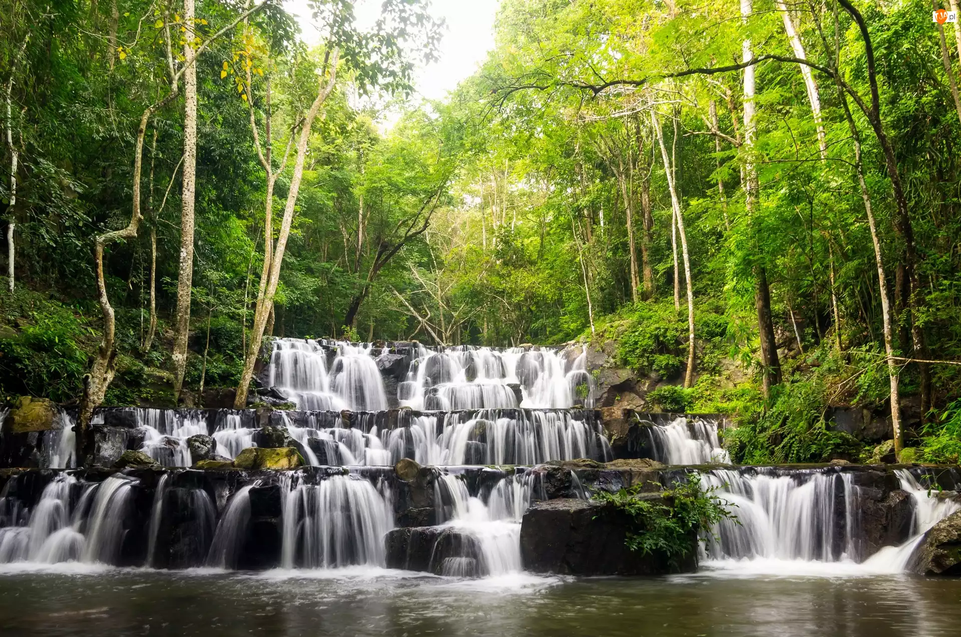 Park Narodowy Namtok Sam Lan, Wodospad Sam Lan Waterfall, Tajlandia, Las, Prowincja Saraburi, Drzewa