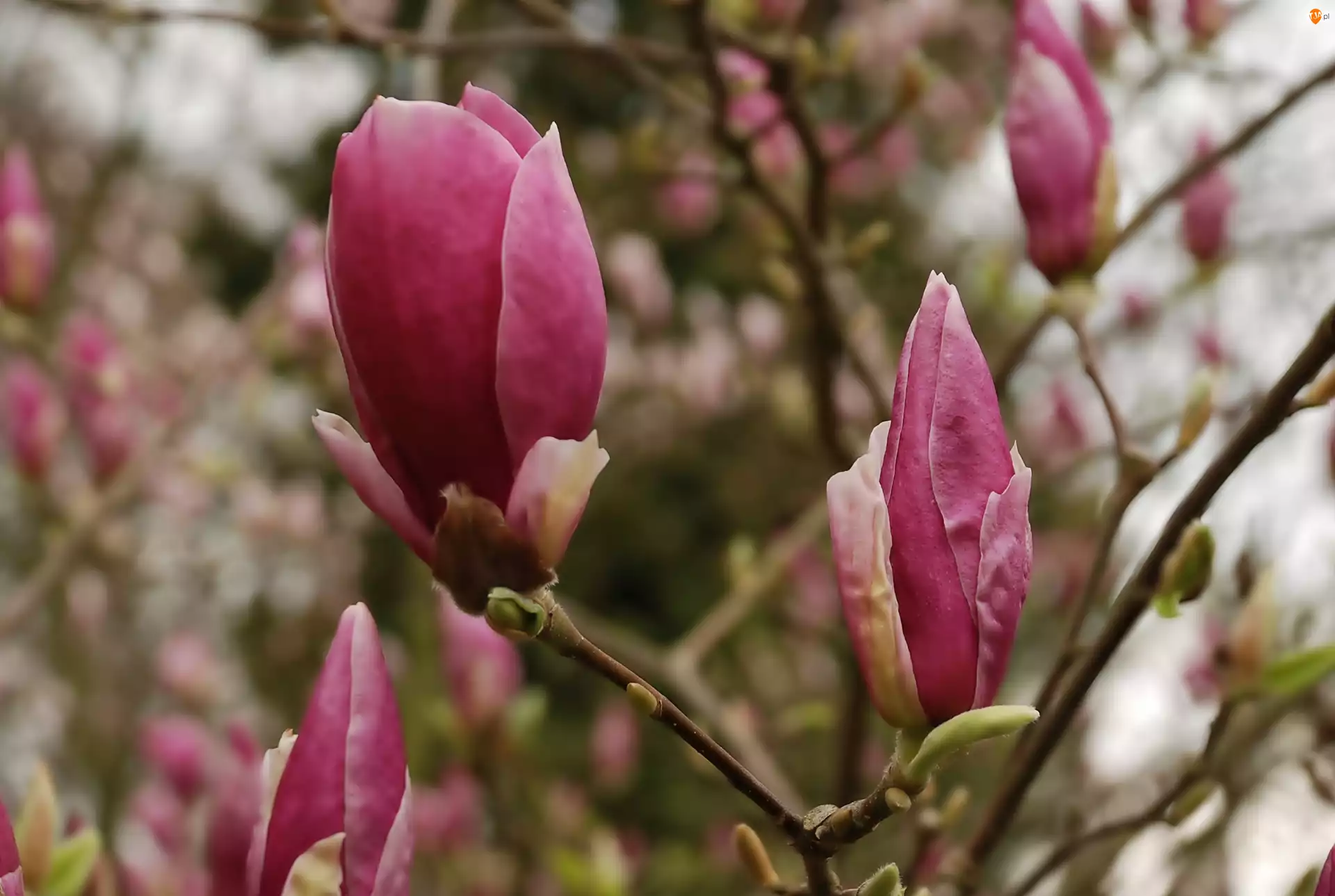 Magnolia, Ciemno, Różowa