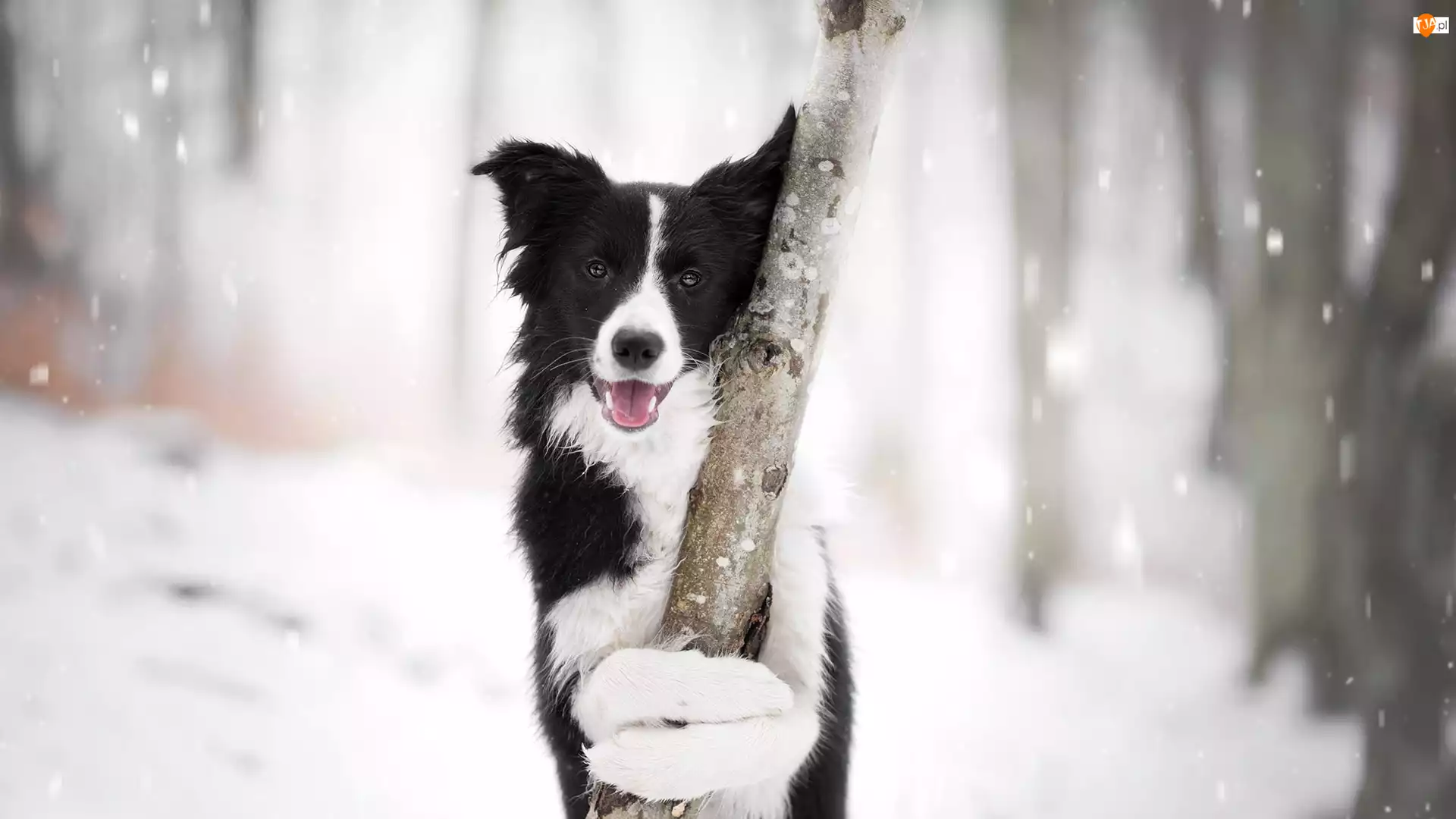 Mordka, Śnieg
, Border collie, Pies, Drzewo