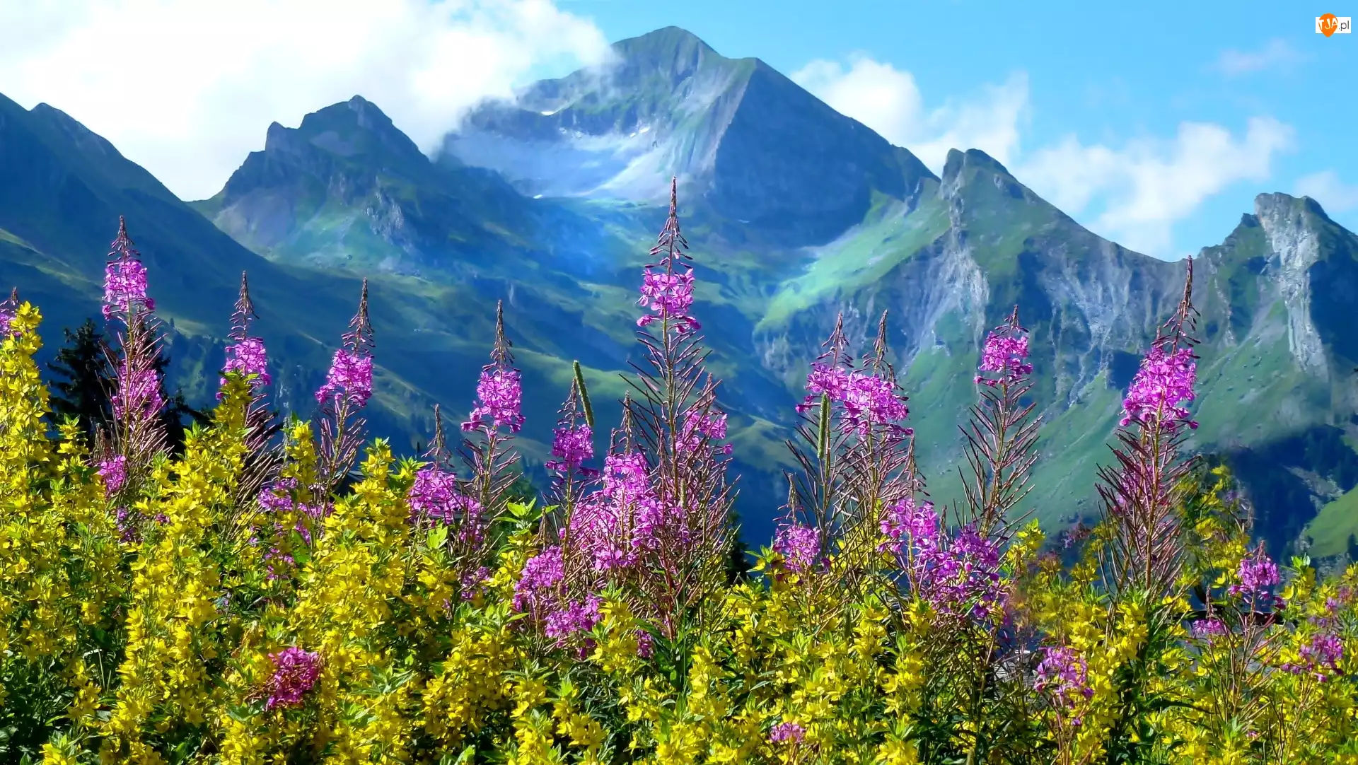 Kwiaty, Francja, Góry Alpy