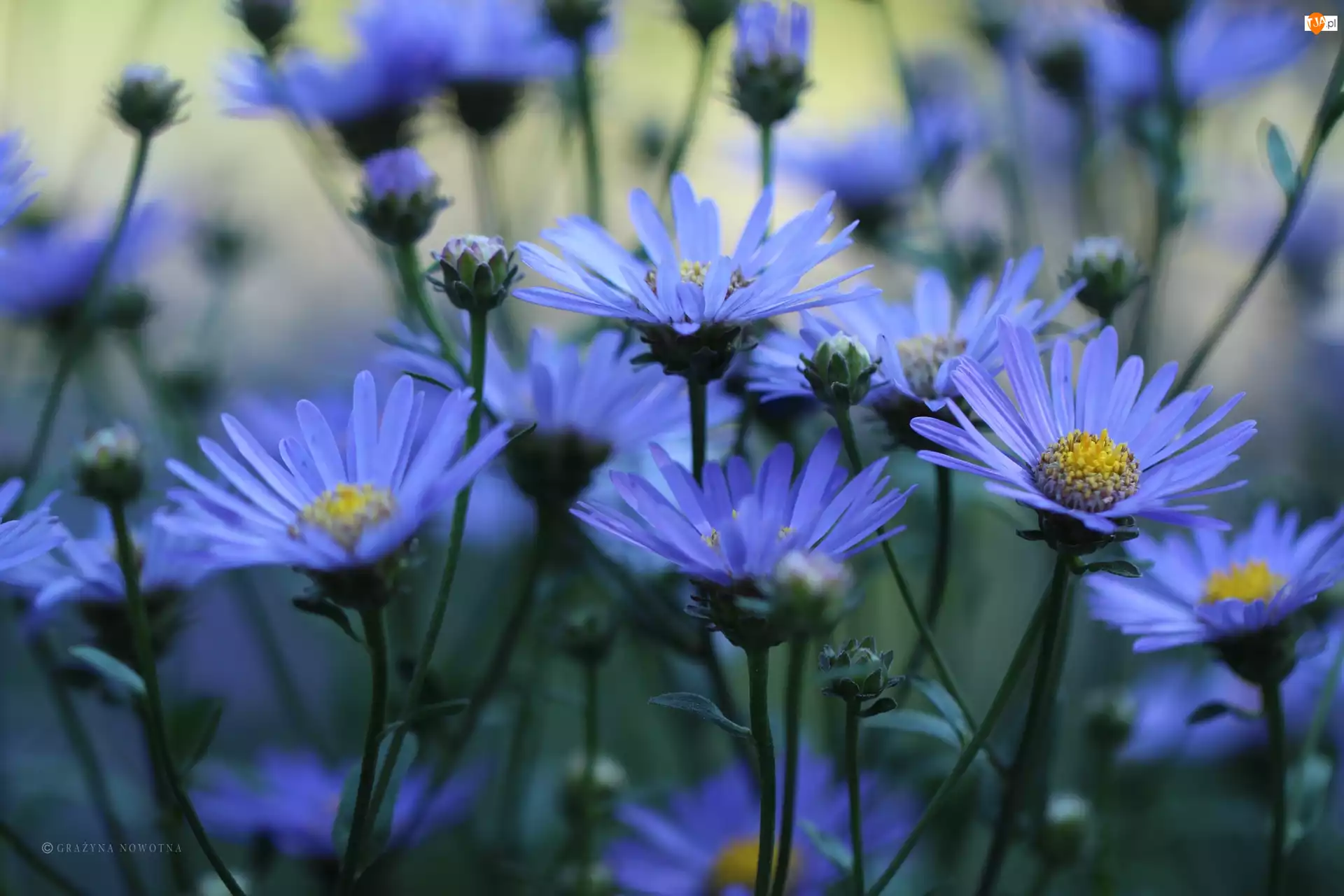 Kwiaty, Niebieskie, Astry
