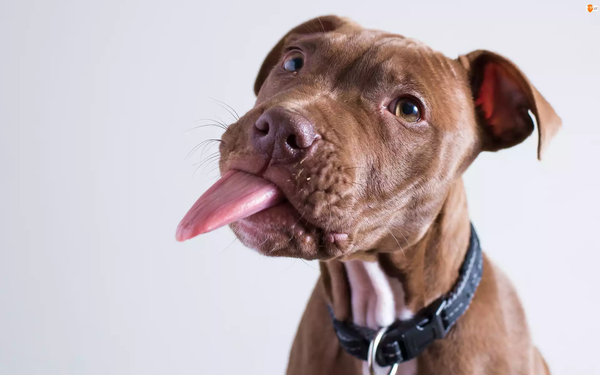 Język, Pit Bull Terrier