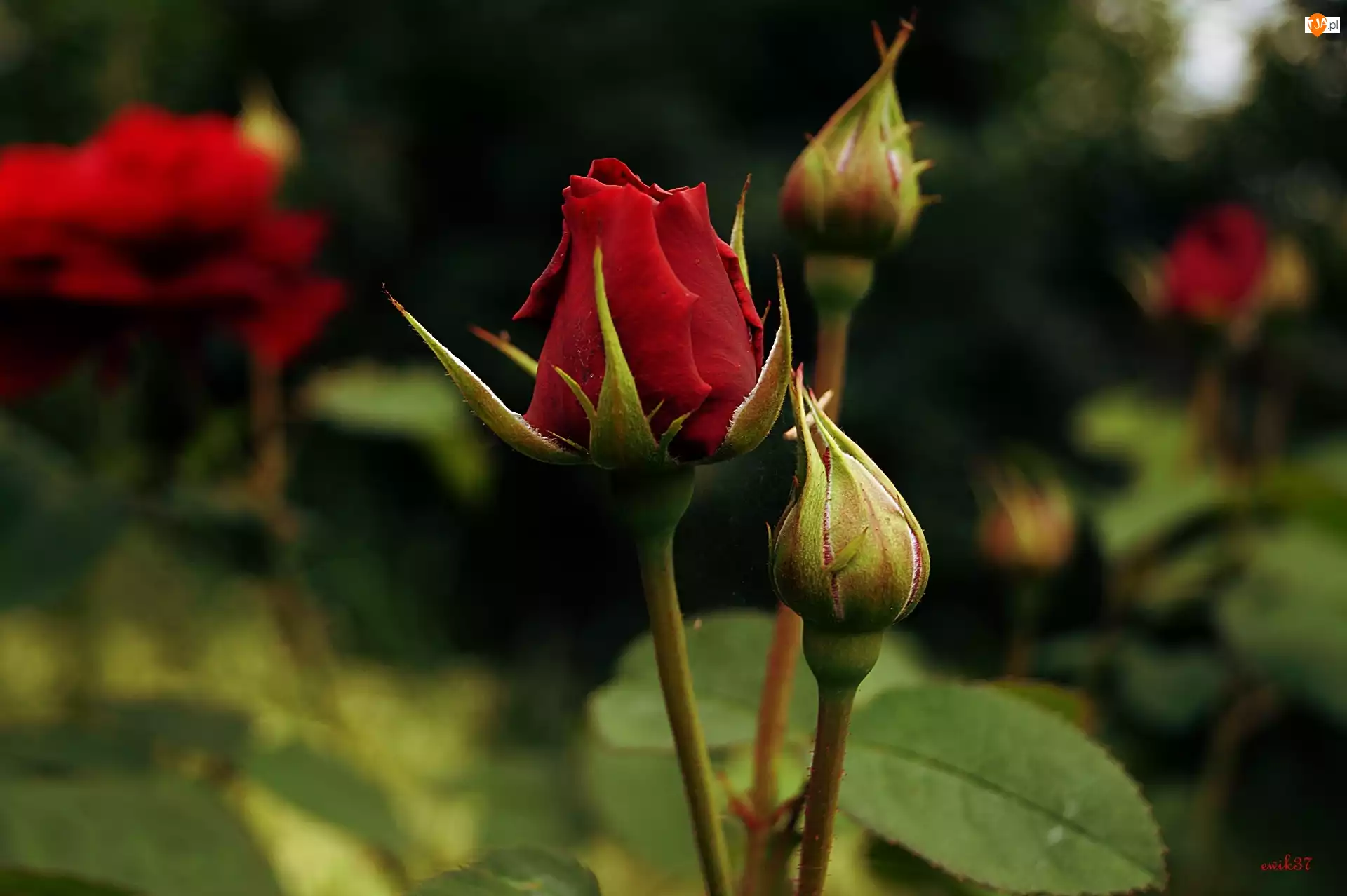Ogrodowa, Czerwona, Róża